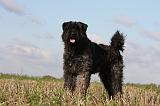 BOUVIER DES FLANDRES 228